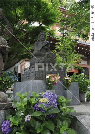 長谷寺の紫陽花 長谷寺の紫陽花 11216649