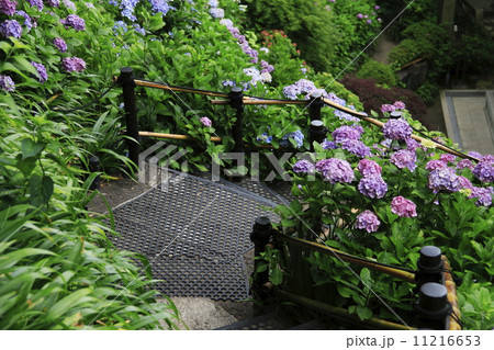 長谷寺の紫陽花 長谷寺の紫陽花 11216653