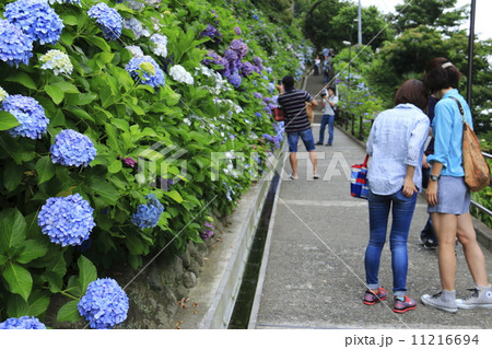 成就院の紫陽花 11216694