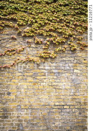 overgrown Boston ivy brick wall for backgrounds overgrown Boston ivy brick wall for backgrounds 11216771