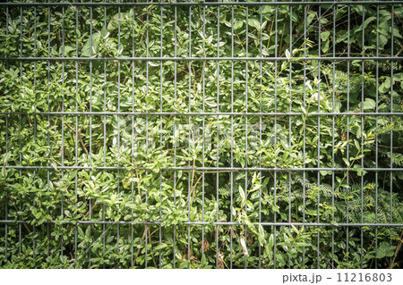 bush with fence for backgrounds, with vignette 11216803