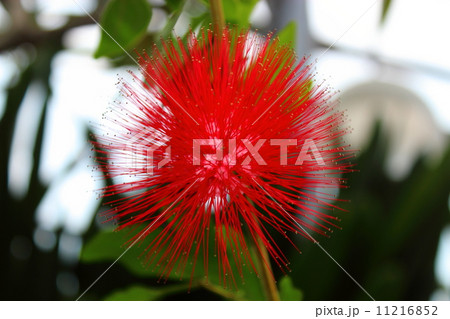 カリアンドラ・ハエマトケファラ カリアンドラ・ハエマトケファラ 11216852