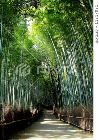 京都 嵯峨野 竹林の道 京都 嵯峨野 竹林の道 11217031