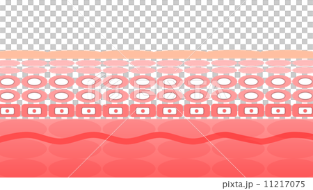 Illustration of the skin 11217075
