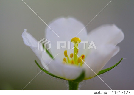 絶滅危惧植物　ケミズキンバイ　(絶滅危惧Ⅱ種(VU)) 11217123