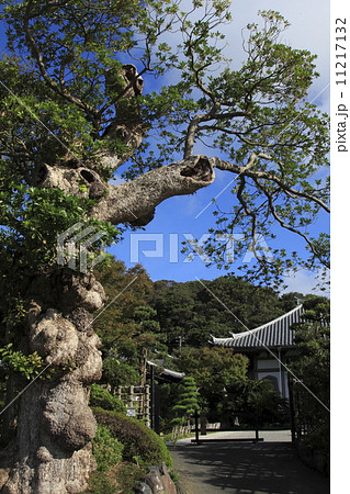 長谷寺の秋 11217132