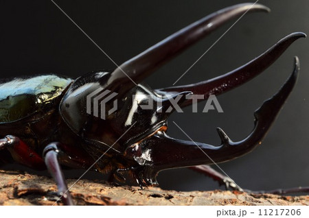 コーカサスオオカブト樹木の上で 黒背景 コーカサスオオカブト樹木の上で 黒背景 11217206