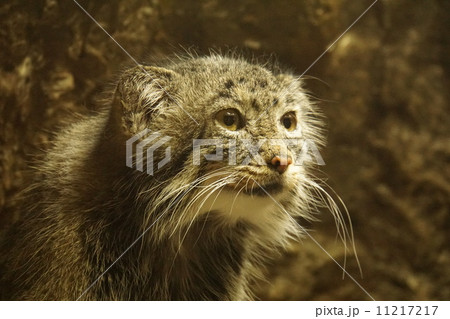 マヌルネコ1 マヌルネコ1 11217217