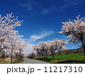 桜 11217310