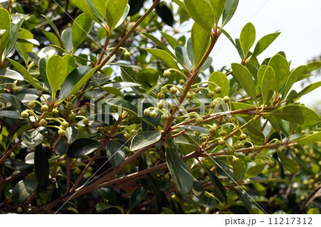 モッコクのつぼみ  11217312