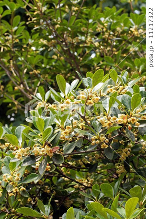 モッコクの花 11217322
