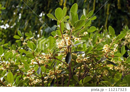モッコクの花 11217323