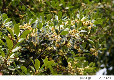 モッコクの花 モッコクの花 11217324