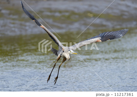 Great Blue Heron 11217361