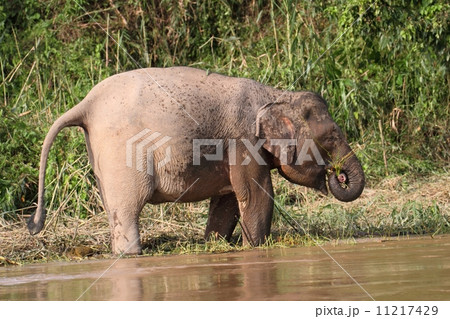 ボルネオゾウ 11217429