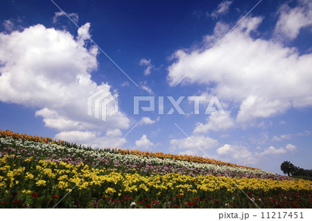 大阪南港 舞洲 ゆり園 夏雲湧く 大阪南港 舞洲 ゆり園 夏雲湧く 11217451