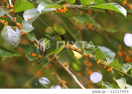 Lesser Green Leafbird（コノハドリ）♂ 11217454