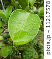 梅雨 11217578