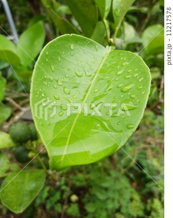 梅雨 11217578