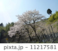 さくら咲く 11217581