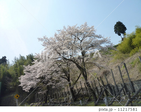さくら咲く 11217581