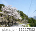 さくら 11217582