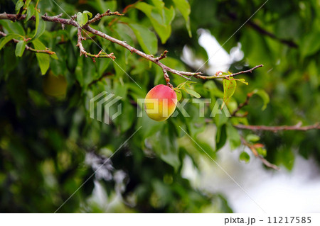 梅干しの実 11217585