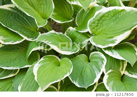 夏のギボウシ 11217650