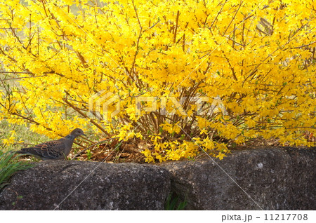 まばゆいレンギョウ：連翹 11217708