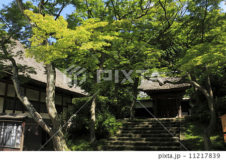 円覚寺の夏 11217839