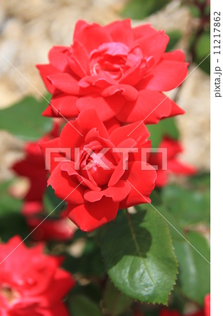 赤いバラ ダブルノックアウト の写真素材