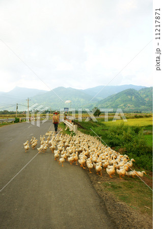 herd of duck on road 11217871