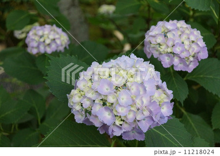 京都嵐山天龍寺の紫陽花 京都嵐山天龍寺の紫陽花 11218024
