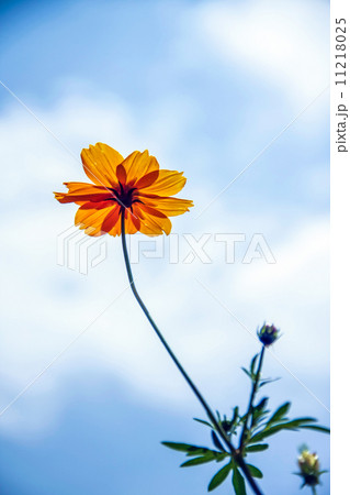 Comos spp flower Comos spp flower 11218025