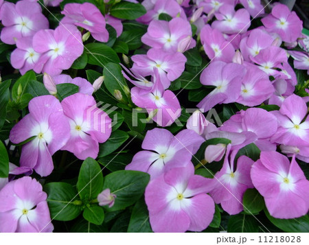 ニチニチソウ　日々草　薄紫　 11218028