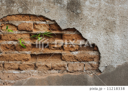 Green bamboo growing from crack of stone wall in garden Green bamboo growing from crack of stone wall in garden 11218338