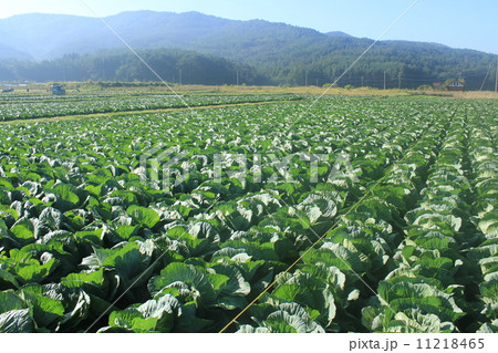 一面のキャベツ畑 11218465
