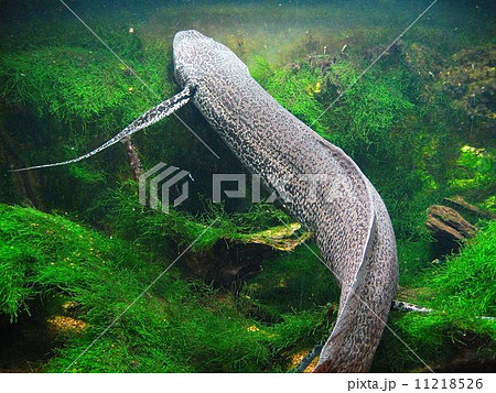 ハイギョ(三重県・鳥羽水族館にて) ハイギョ(三重県・鳥羽水族館にて) 11218526