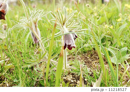 春の野の花 花弁 6枚の萼片 が下向きの時期のオキナグサ 横位置の写真素材