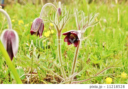 春の野の花 花弁 6枚の萼片 が下向きの時期のオキナグサ 横位置の写真素材