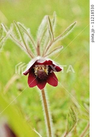 春の野の花 花弁 6枚の萼片 が下向きの時期のオキナグサ １輪縦位置の写真素材