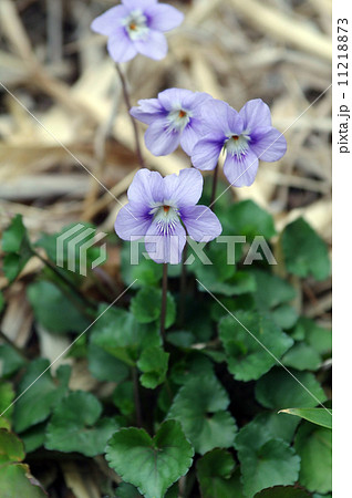 立坪菫(タチツボスミレ)の花 立坪菫(タチツボスミレ)の花 11218873