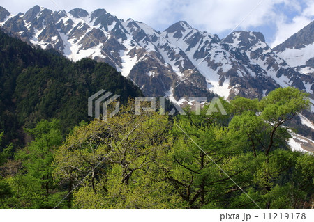 上高地　新緑と残雪の穂高連峰 11219178