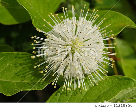 セファランサス 谷渡りの木 セファランサス 谷渡りの木 11219356