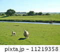 羊の親子 11219358