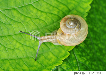 カタツムリ 11219816