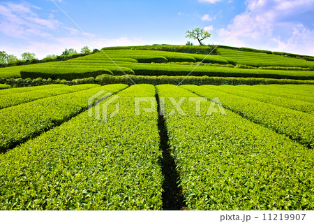 茶畑 茶畑 11219907