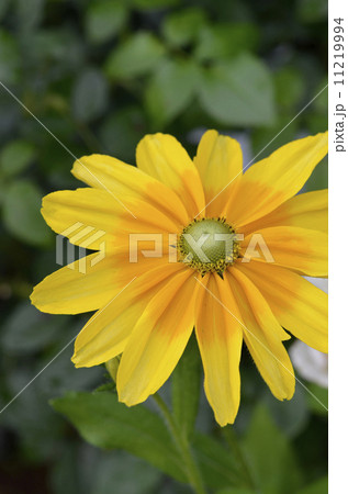 ルドベキア 11219994