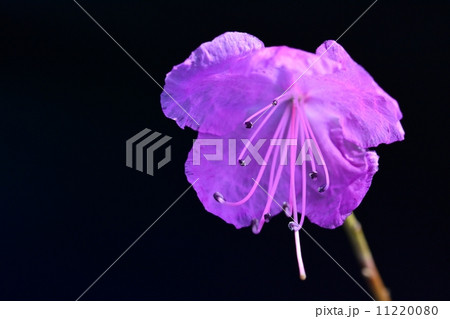 ゲンカイツツジ 11220080