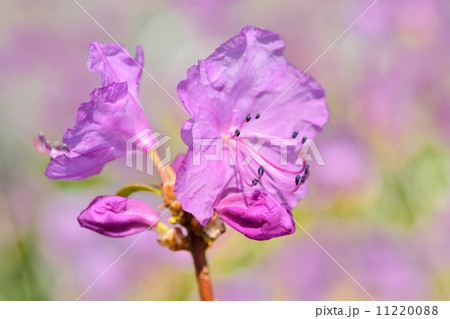 ゲンカイツツジ 11220088